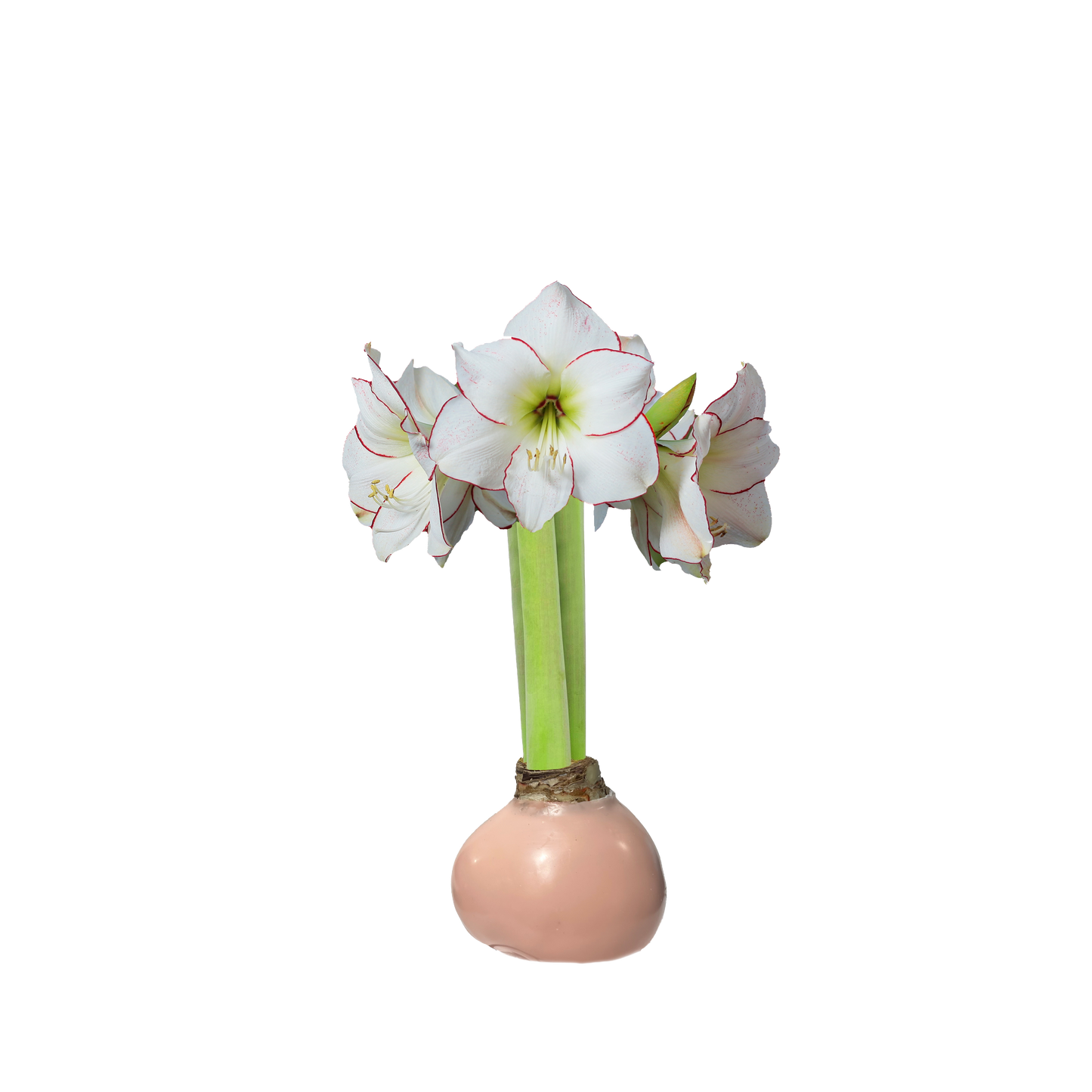 Picasso Gossamer Pink Wax Base Amaryllis Bulb