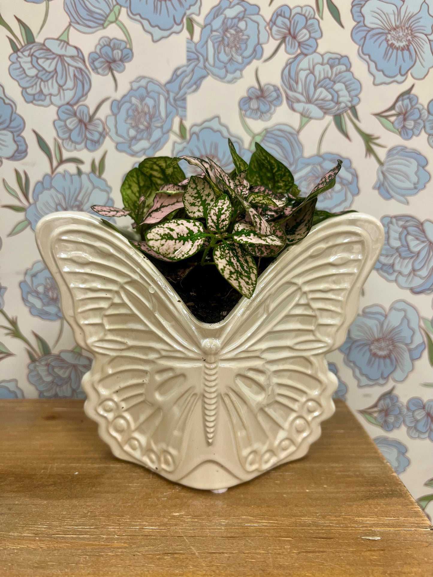 Butterfly Potted Pink Splash