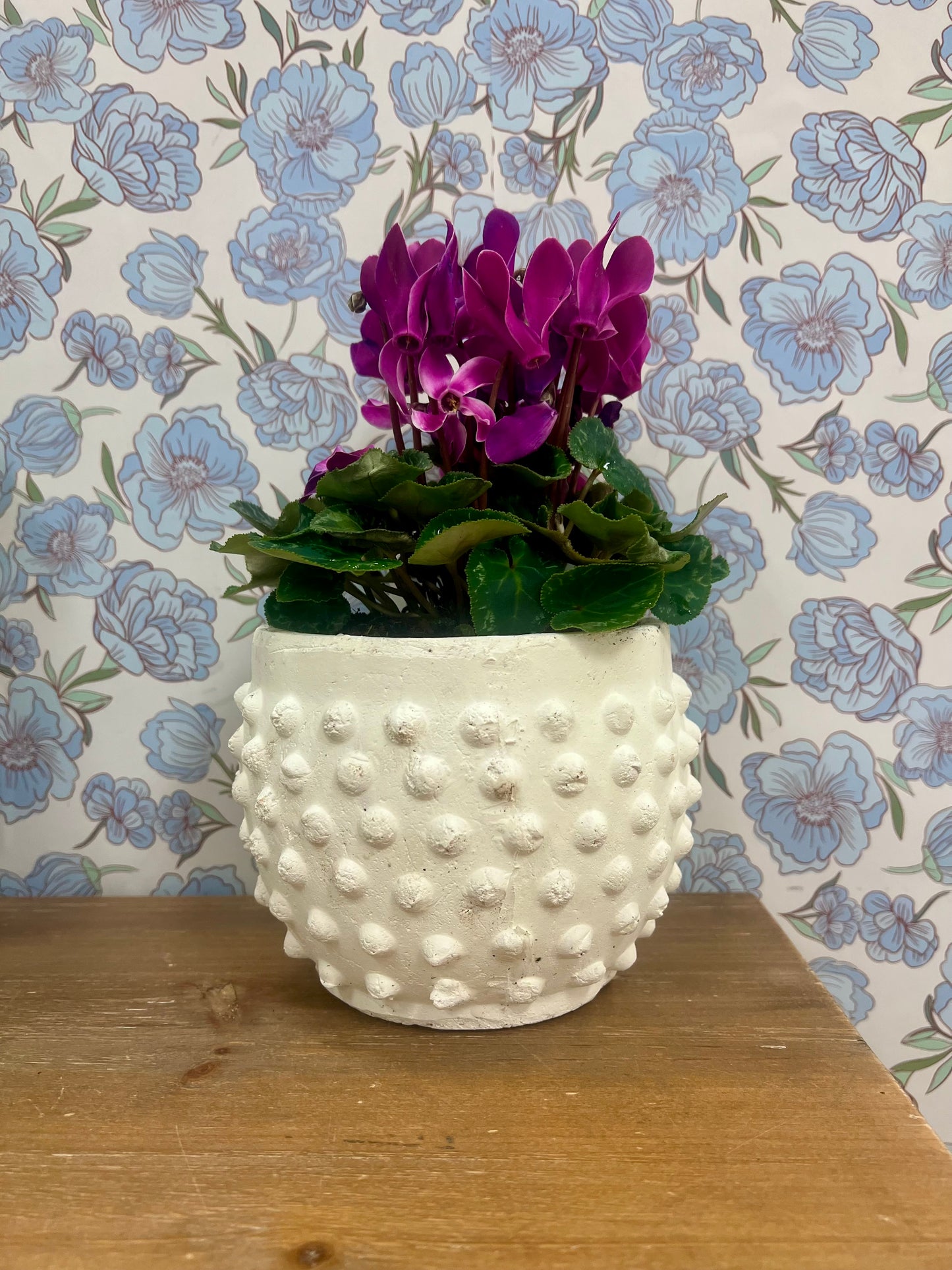 White Bubble Potted Cyclamen