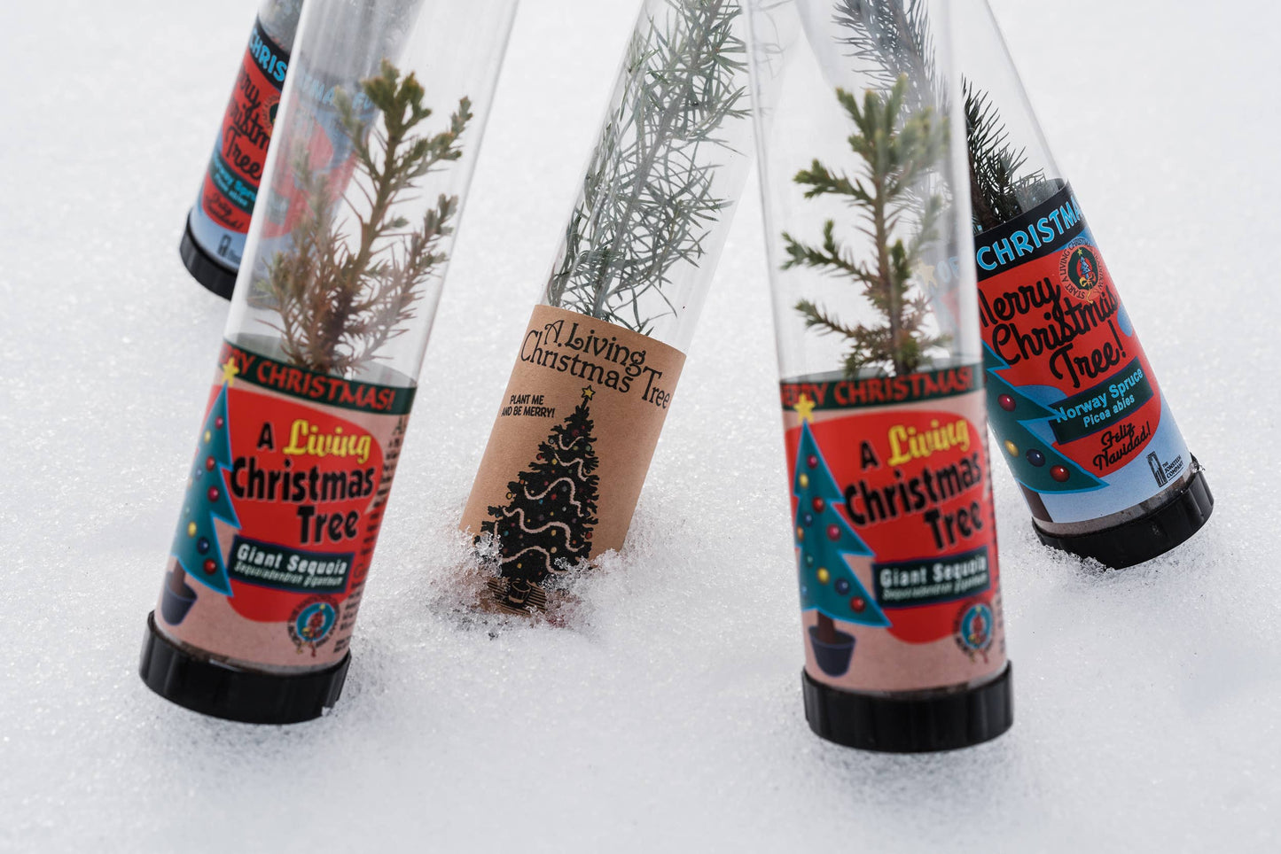 Living Christmas Tree | Blue Spruce | Packaged Live Tree