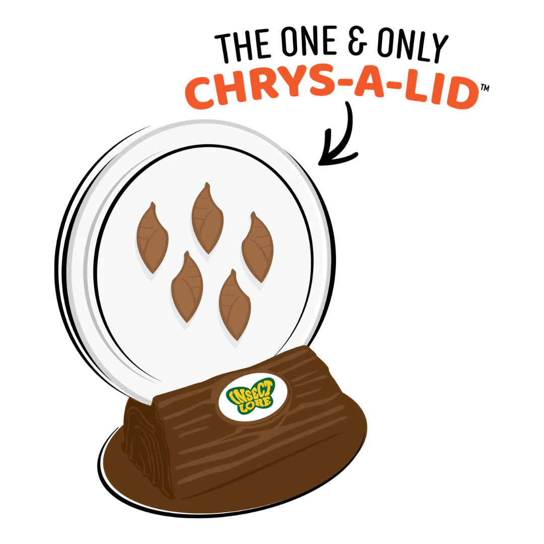 Raise & Release Butterfly Garden