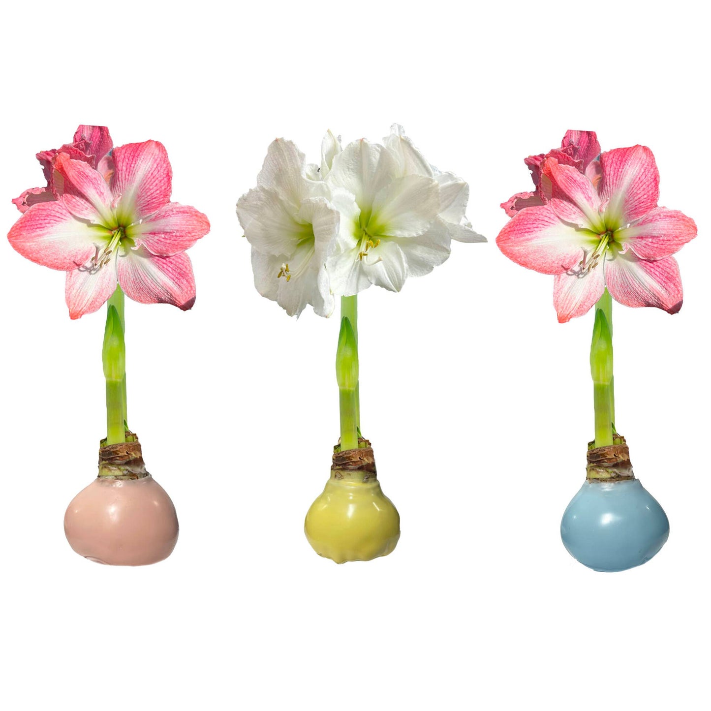 Pastel Amaryllis Bulb