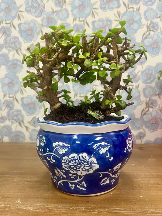Blue Chinoiserie Small Potted Bonsai Heart