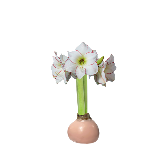 Picasso Gossamer Pink Wax Base Amaryllis Bulb