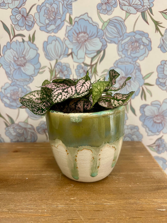 Mockingbird Tumbler Potted Pink Splash