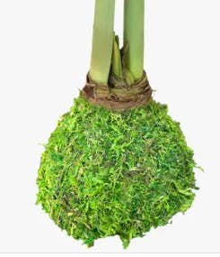 Double White Flower With Moss Amaryllis Bulb