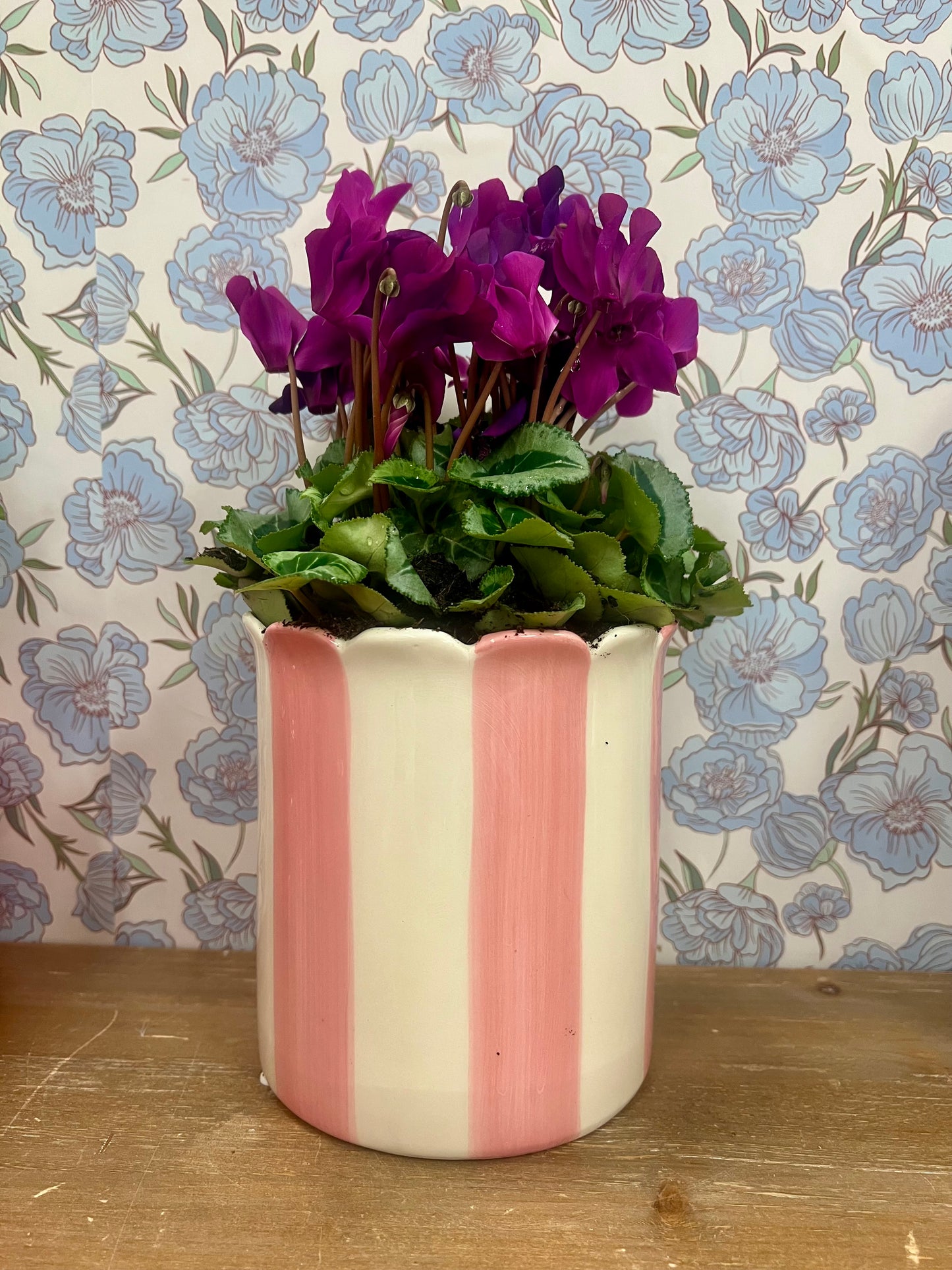 Pink Stripe Potted Cyclamen