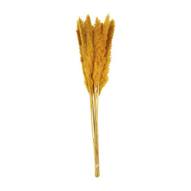 Golden Orange Preserved Pampas Grass