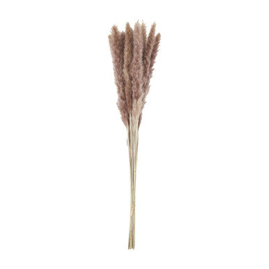 Tan/Lilac Preserved Pampas Grass