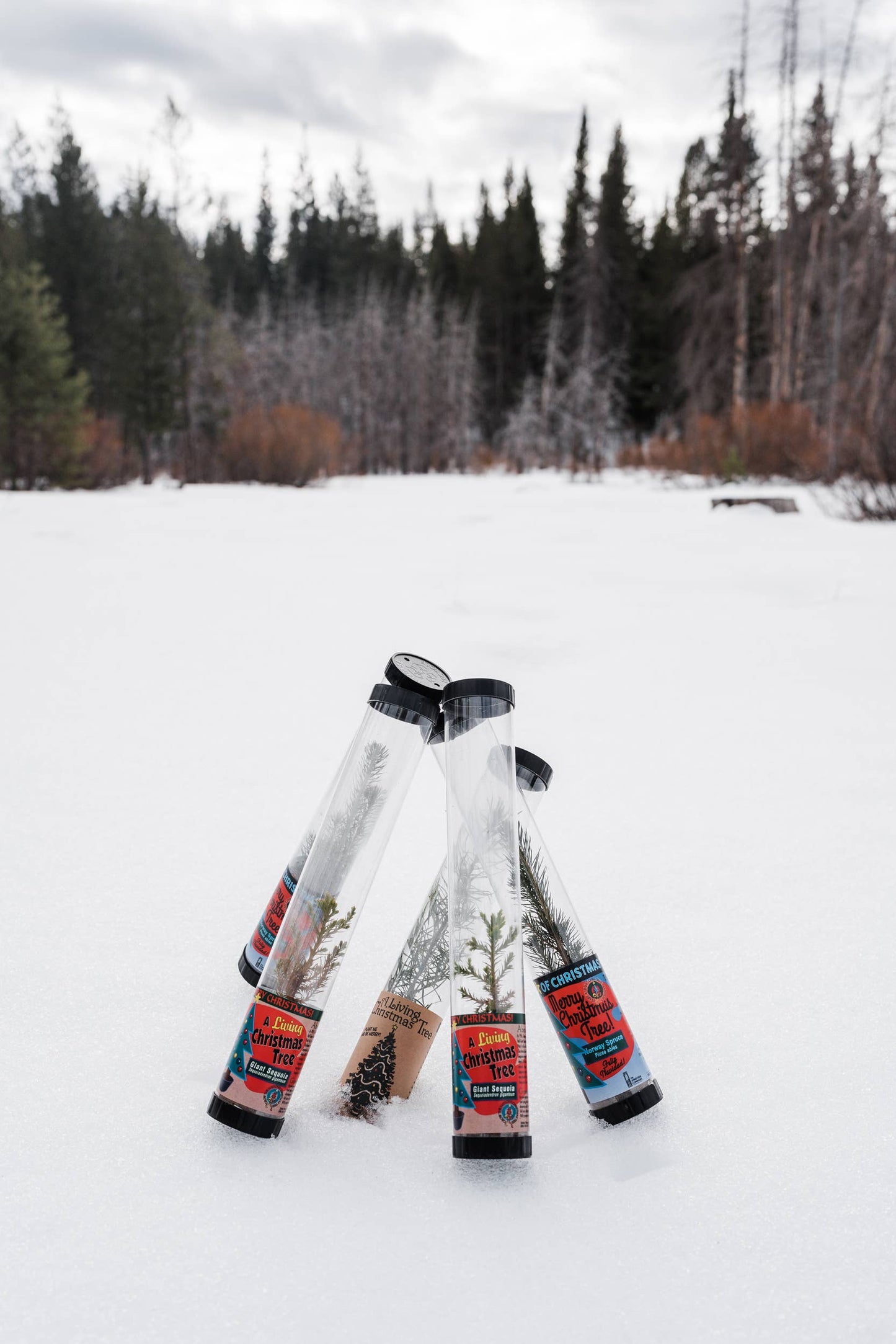 Living Christmas Tree | Douglas-Fir | Packaged Live Tree