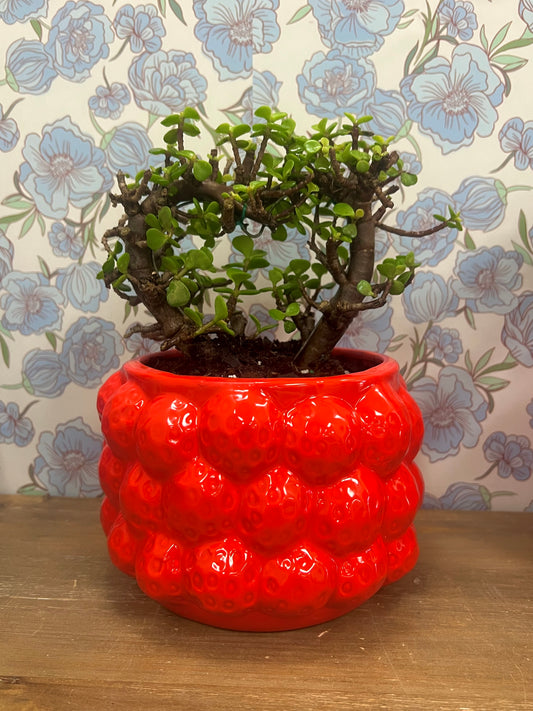 Red Strawberry Potted Bonsai Heart