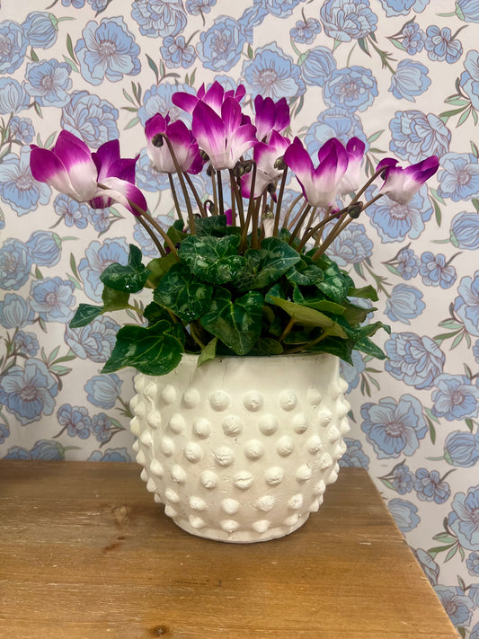 White Bubble Potted Cyclamen