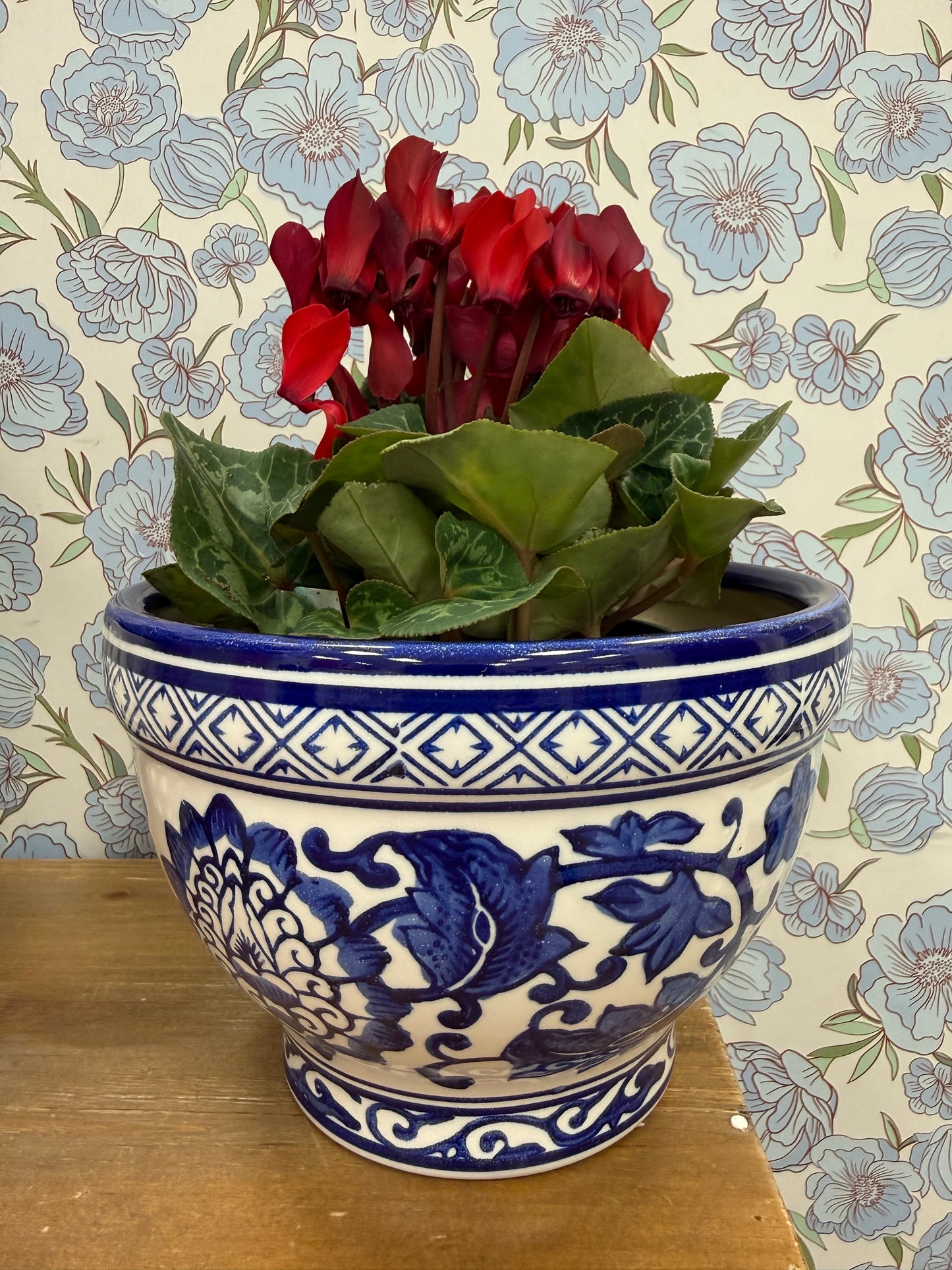 Blue Chinoiserie Potted Cyclamen