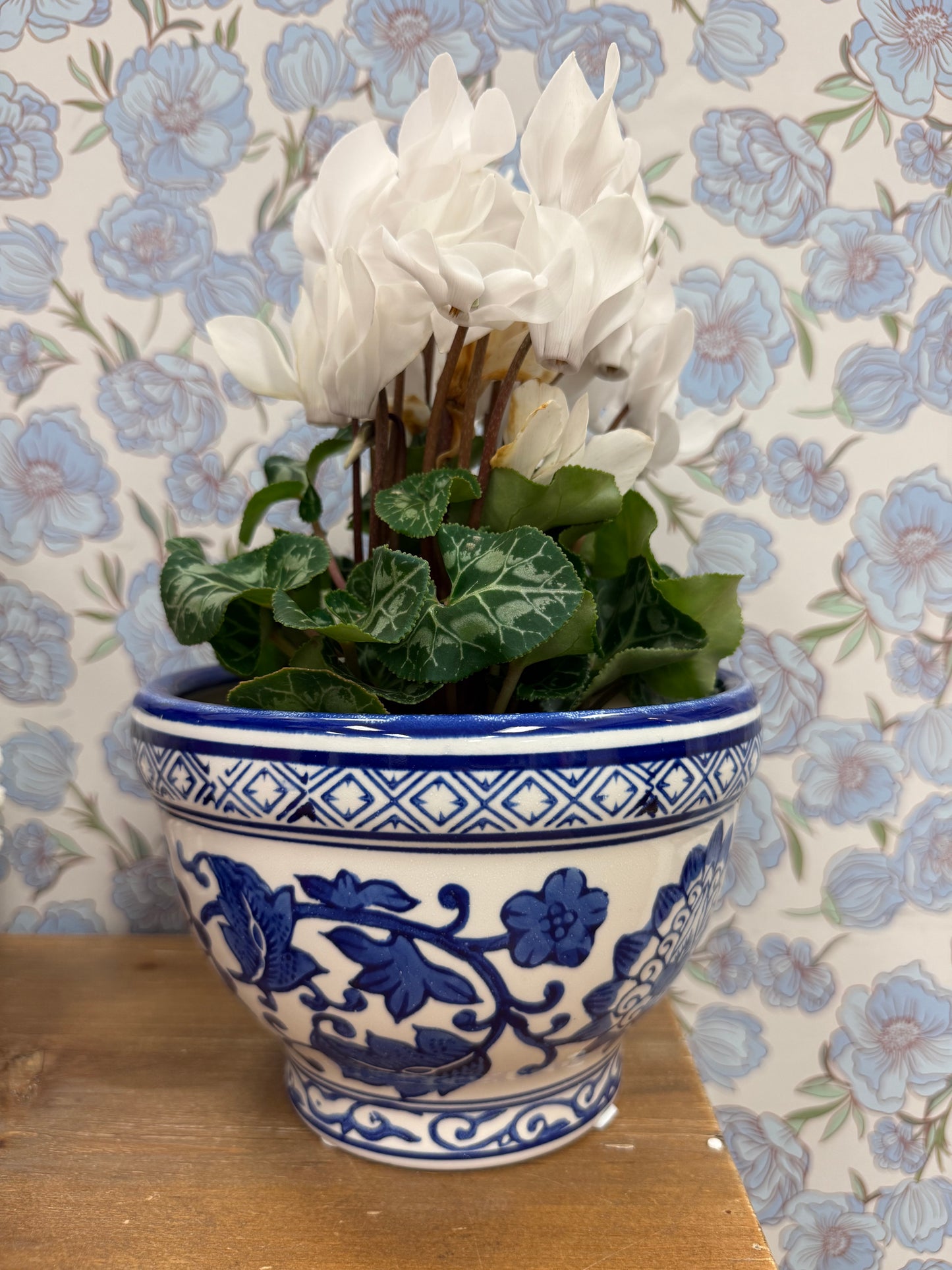 Blue Chinoiserie Potted Cyclamen