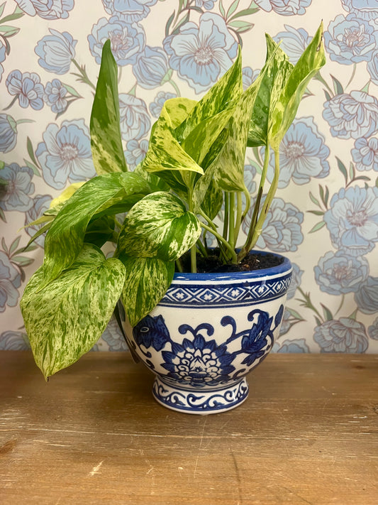 Blue Chinoiserie Small Potted Marble Green