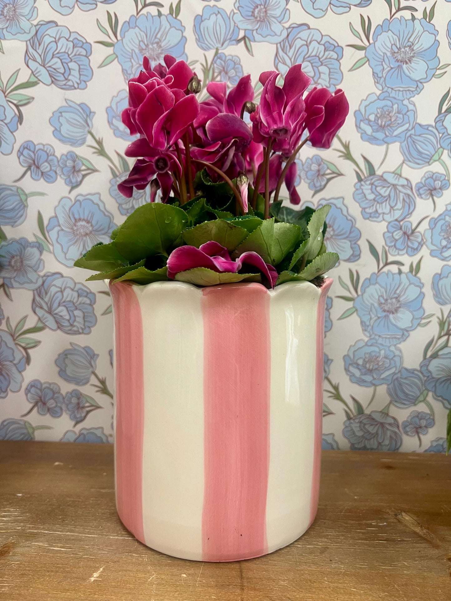 Pink Stripe Potted Cyclamen