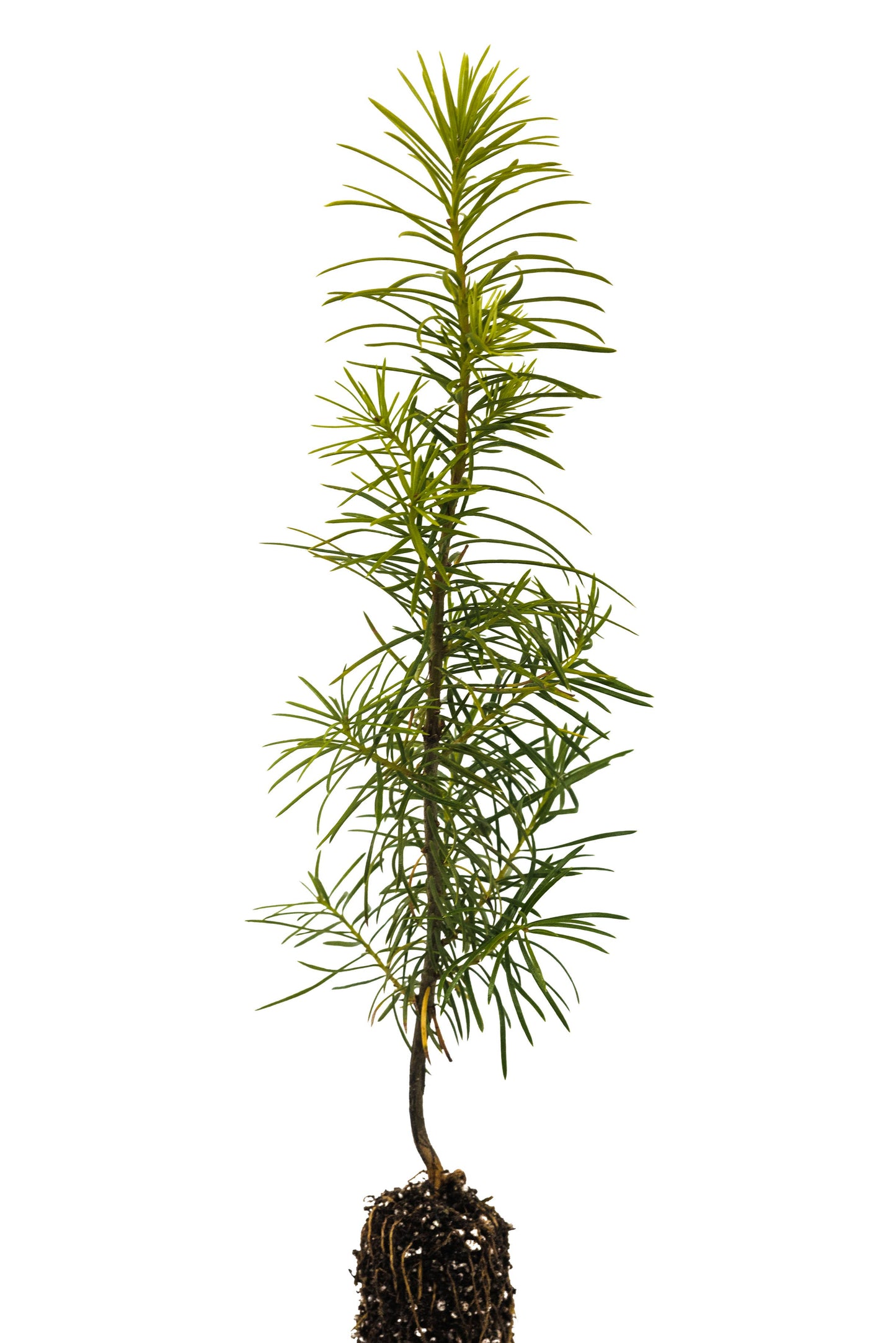 Living Christmas Tree | Douglas-Fir | Packaged Live Tree