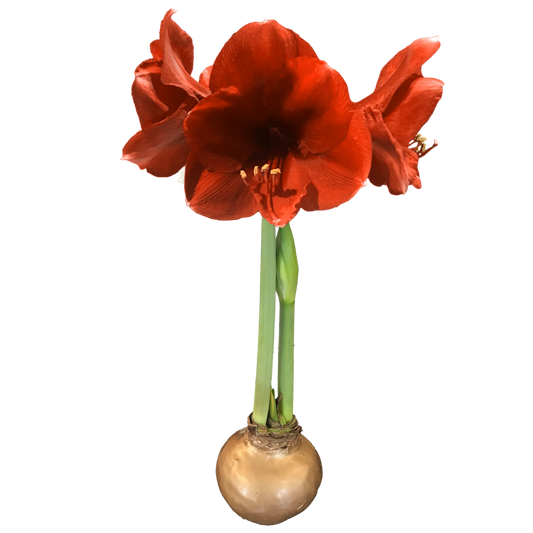 Red Amaryllis Bulb - Gold Wax Base