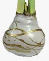 Double White Flower With Gold/White Swirl Amaryllis Bulb