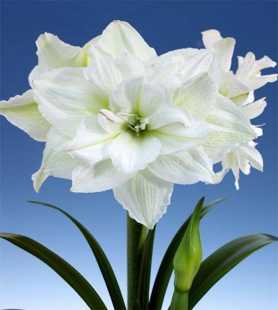 Double White Flower With Gold/White Swirl Amaryllis Bulb