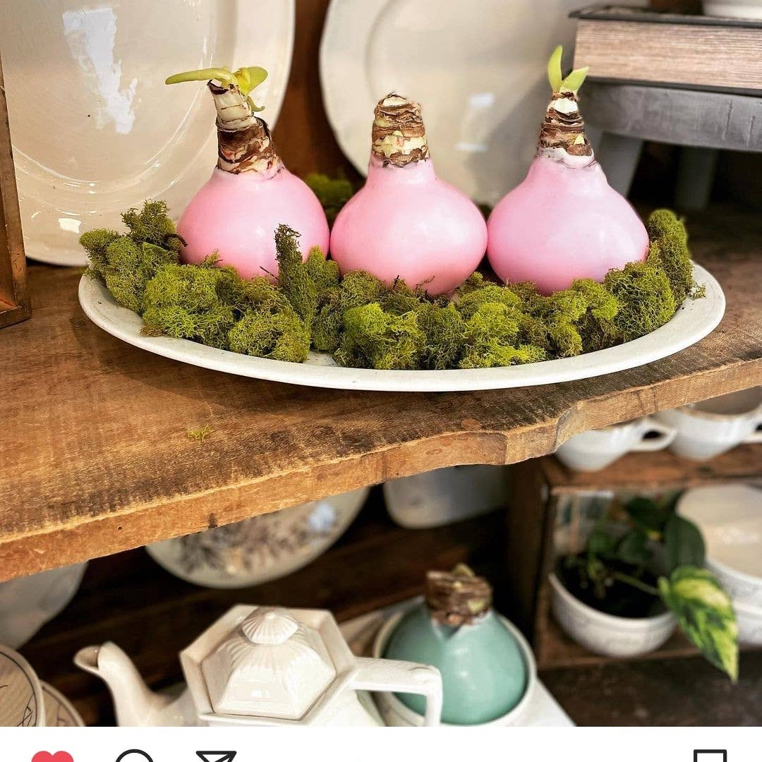 Pink Wax Amaryllis Bulb