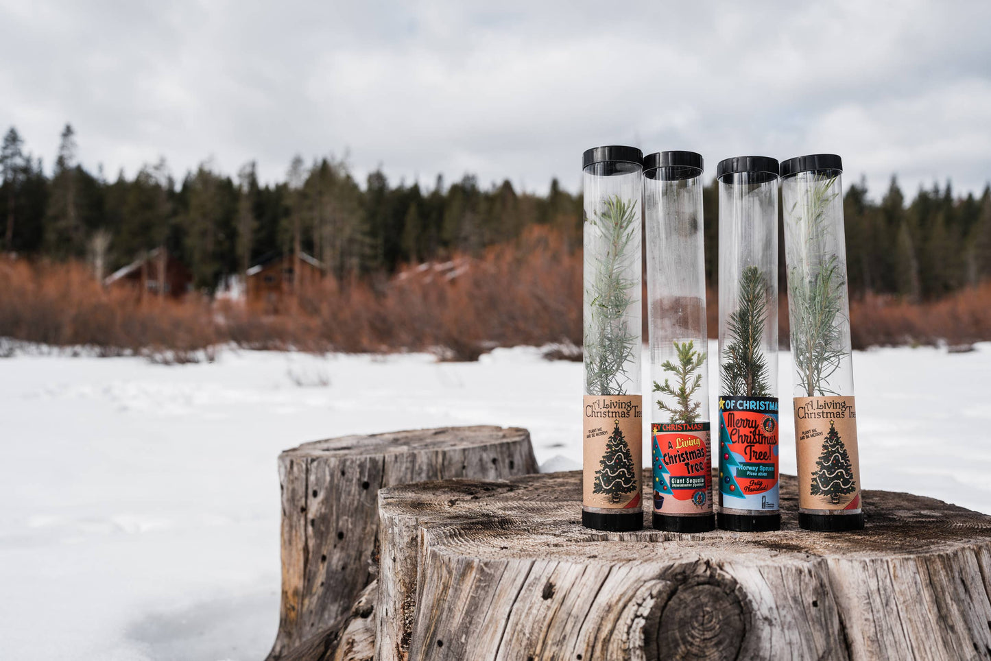 Living Christmas Tree | Douglas-Fir | Packaged Live Tree