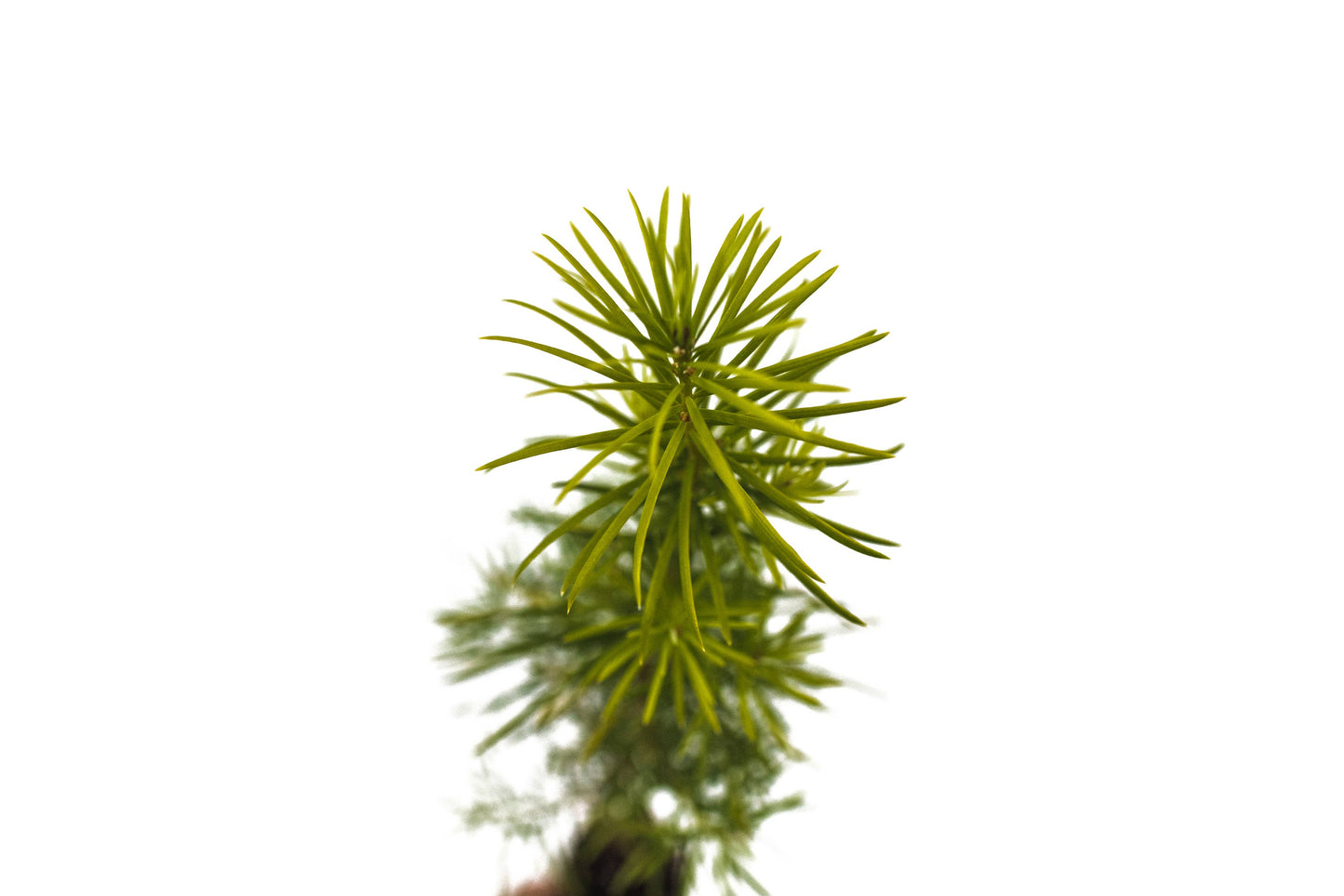 Living Christmas Tree | Douglas-Fir | Packaged Live Tree